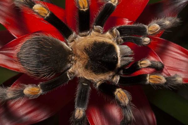 South America, Mexico Red-knee tarantula